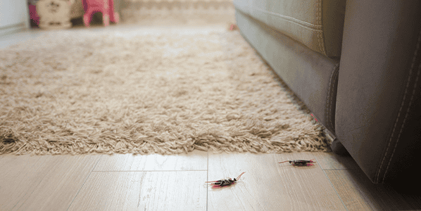 say goodbye to cockroaches