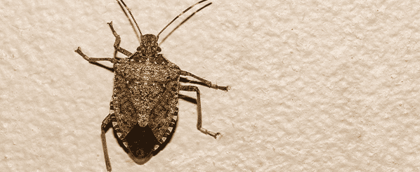 stinkbugs
