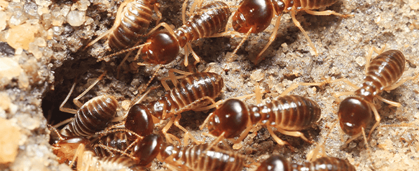 subterranean termites