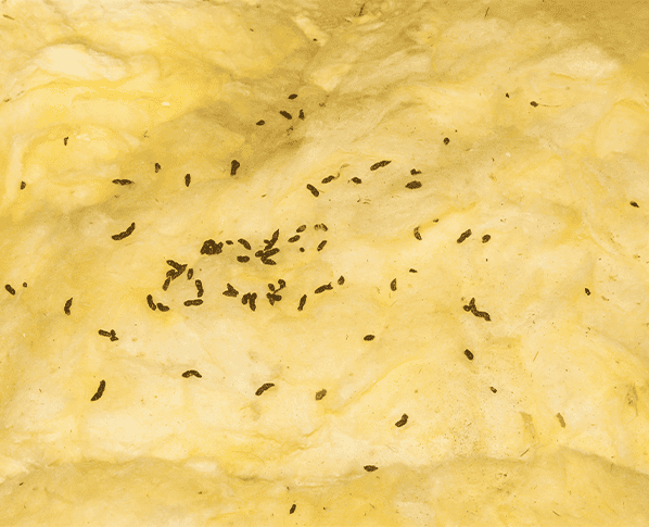 Bat Control - Clear Pest Pros