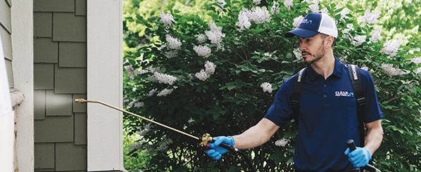 stinging pest treatment